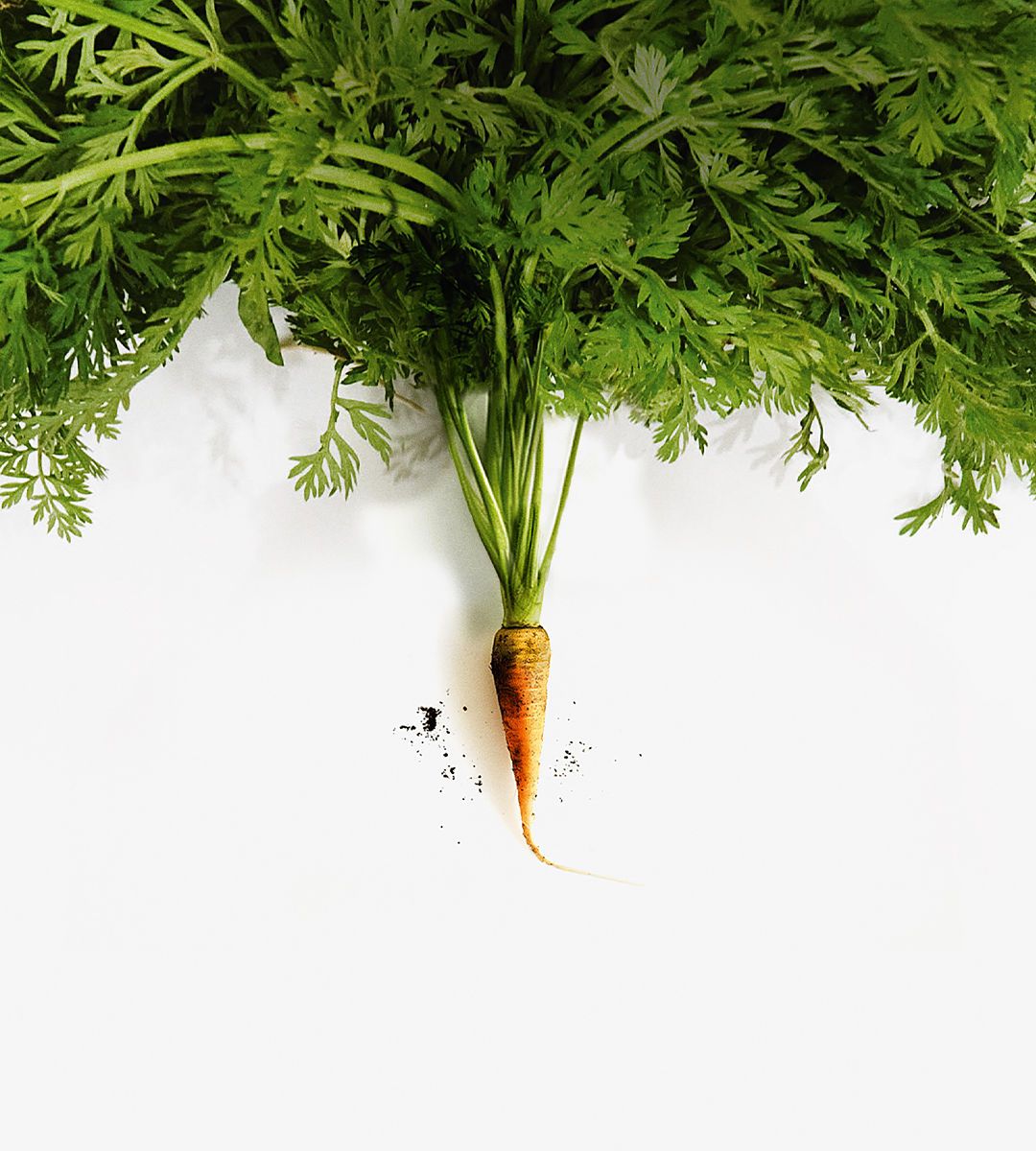 A very small carrot with large green foliage