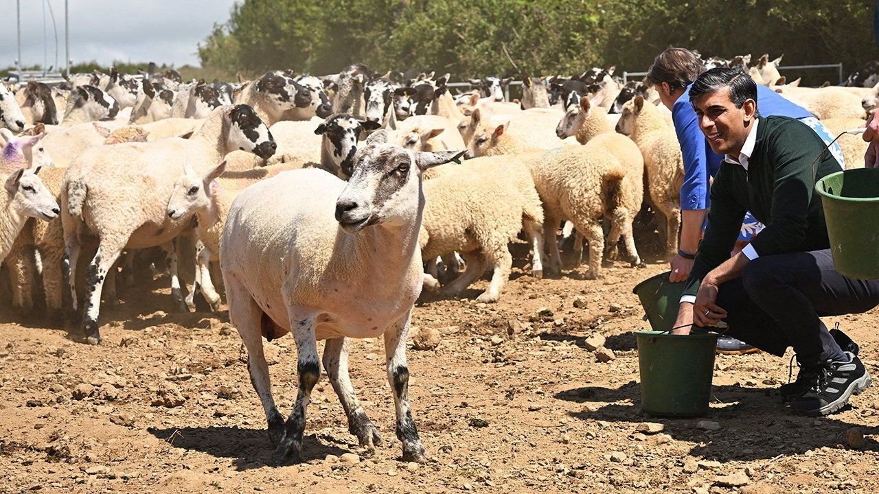 Rishi Sunak feeds sheep on a farm in Barnstaple.