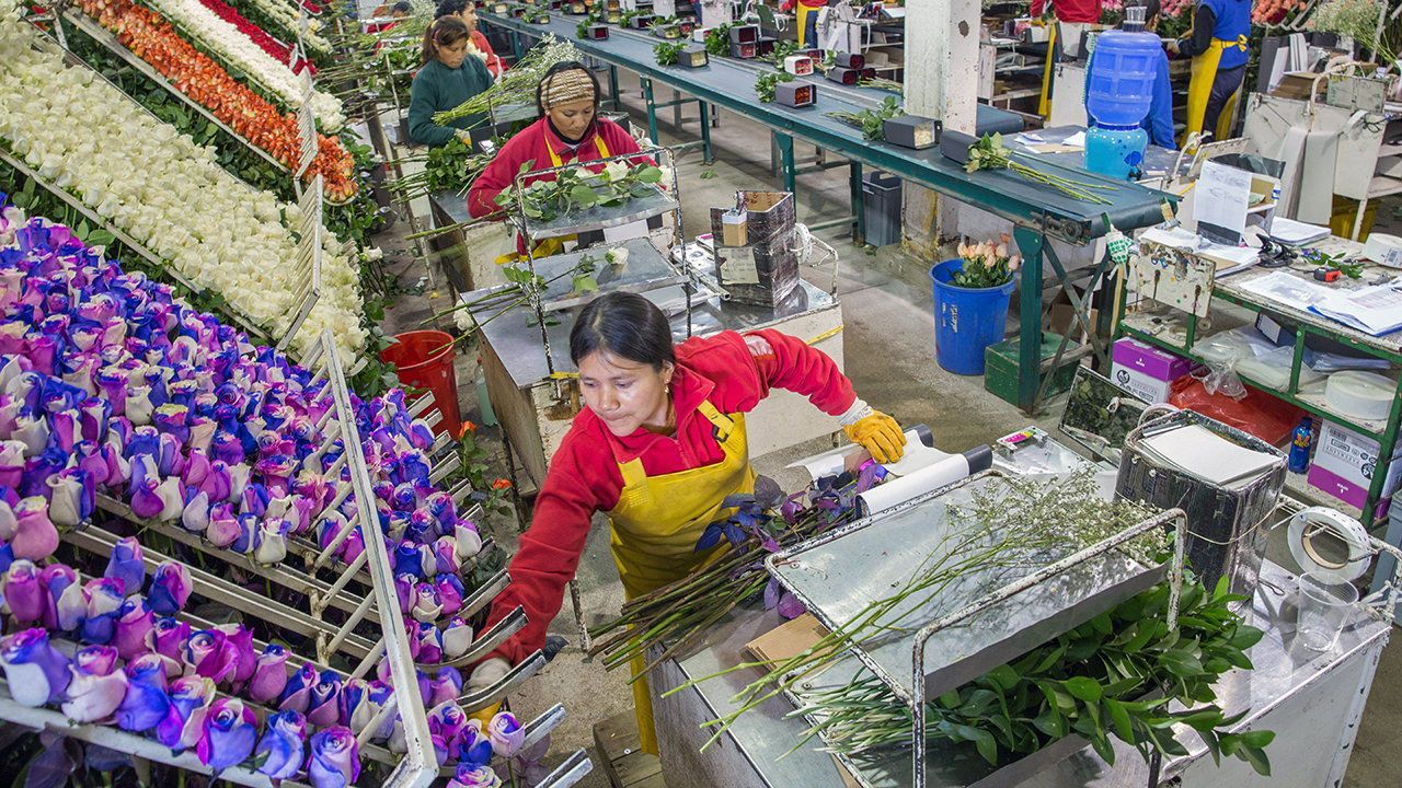 Workers cut roses at a plantation in Lasso, Ecuador.