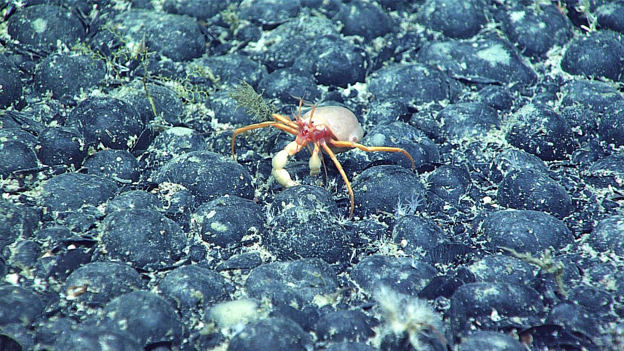 A Parapagurus sp. crab makes its way across a densely packed field of ferromanganese nodules 